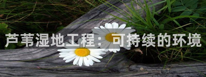 凯发k8一触即发|芦苇湿地工程：可持续的环境